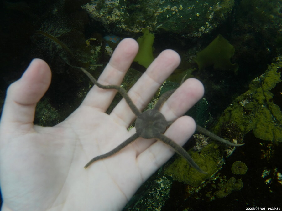 스압주의) 부산바다 스노클링_14.jpg