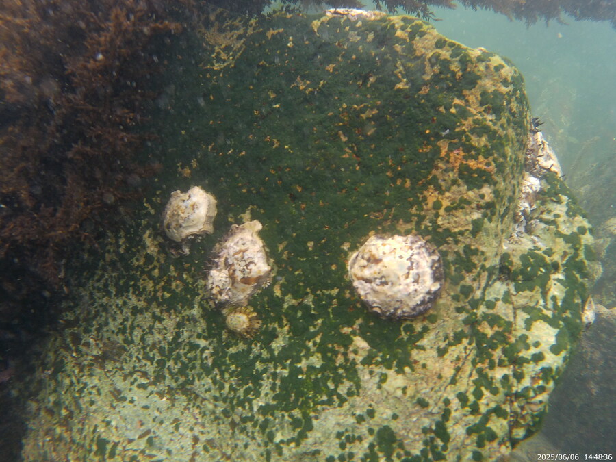 스압주의) 부산바다 스노클링_17.jpg