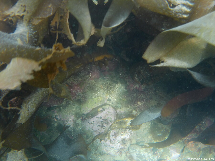 스압주의) 부산바다 스노클링_22.jpg