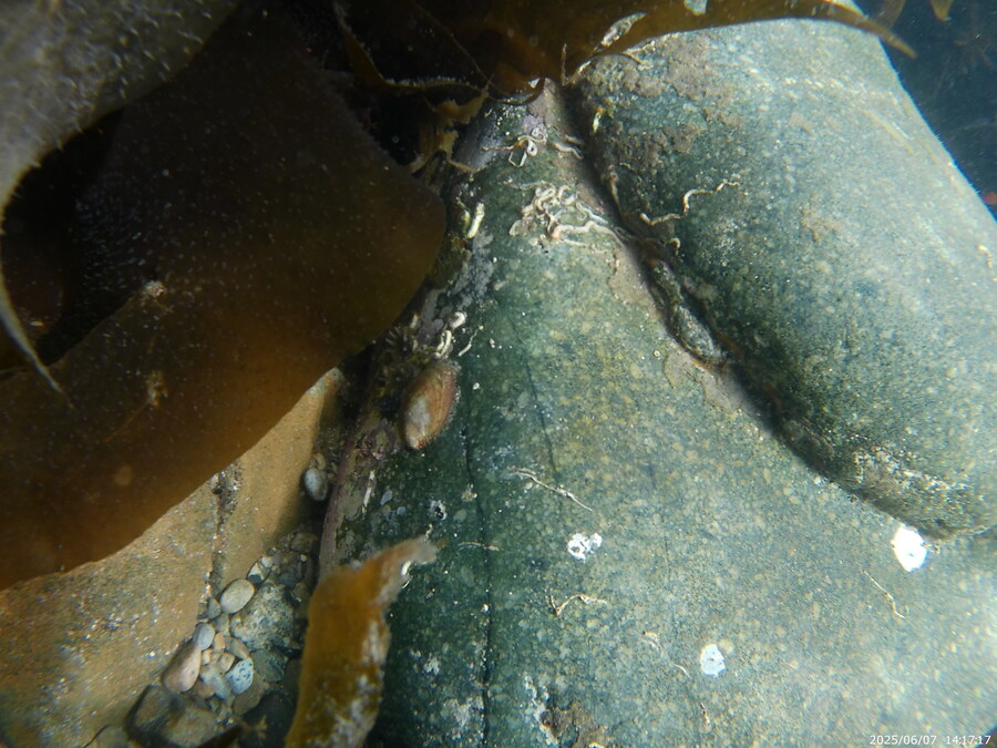 스압주의) 부산바다 스노클링_24.jpg