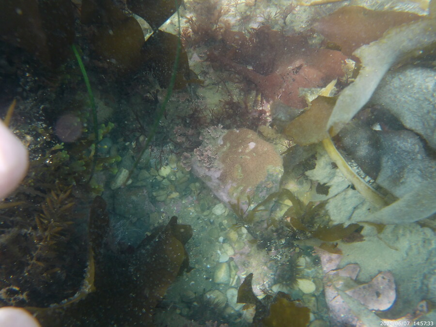 스압주의) 부산바다 스노클링_26.jpg