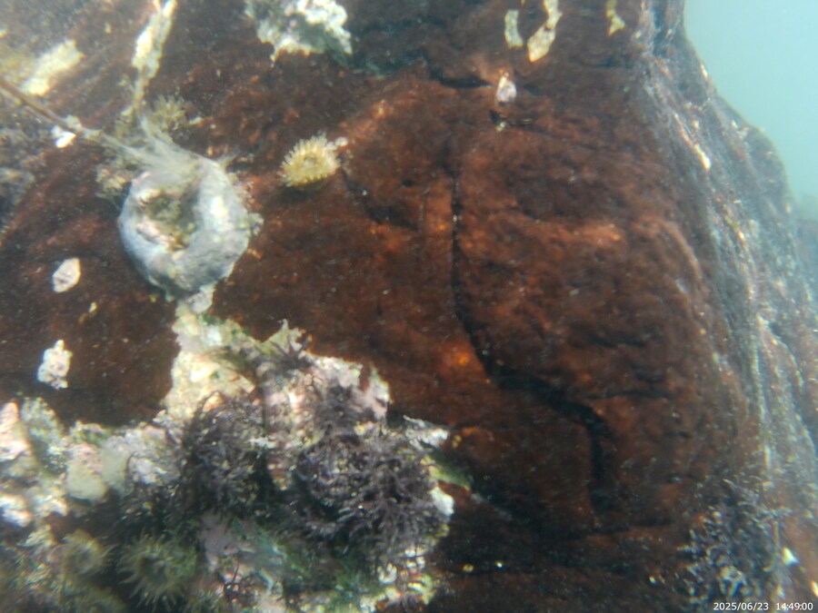 스압주의) 부산바다 스노클링_31.jpg