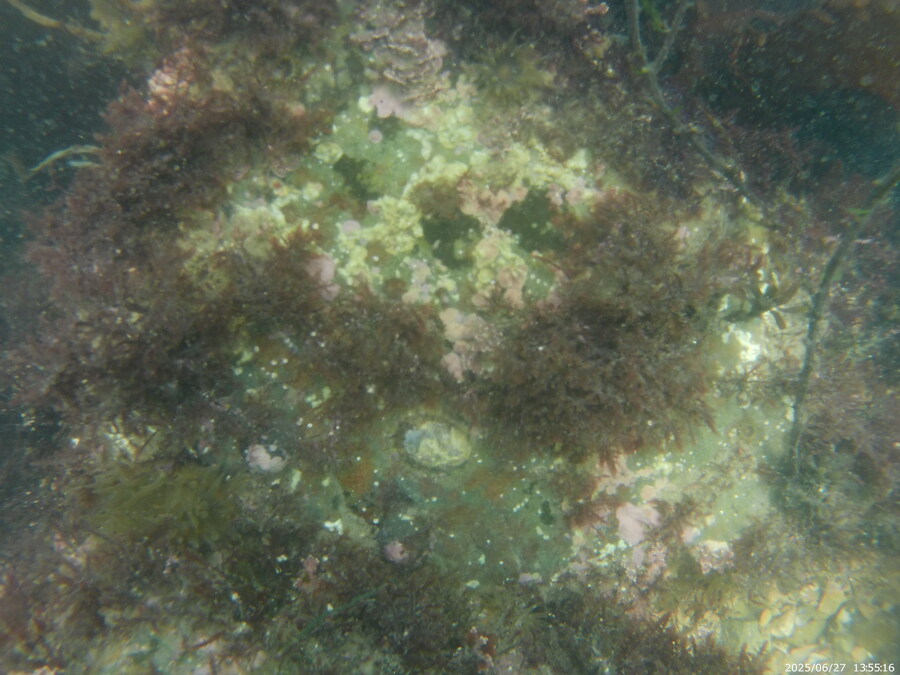 스압주의) 부산바다 스노클링_37.jpg