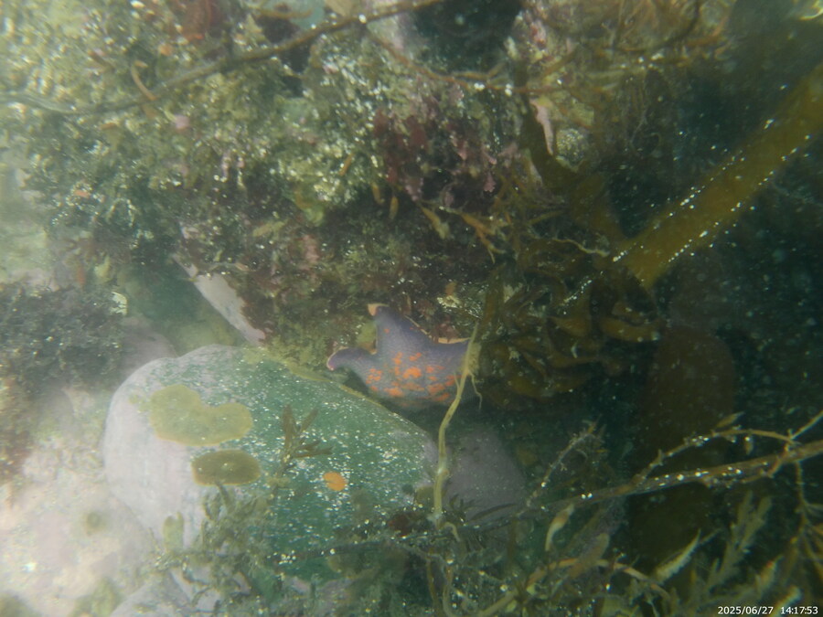 스압주의) 부산바다 스노클링_40.jpg