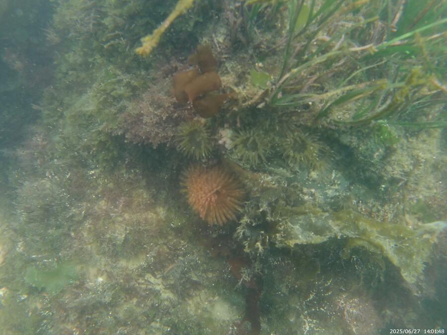 스압주의) 부산바다 스노클링_38.jpg