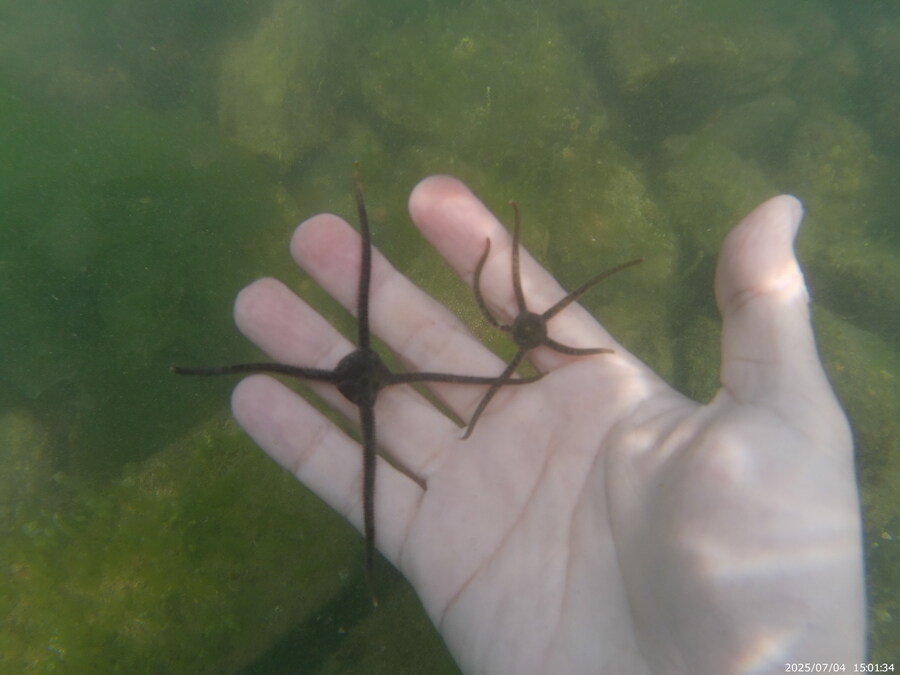 스압주의) 부산바다 스노클링_46.jpg