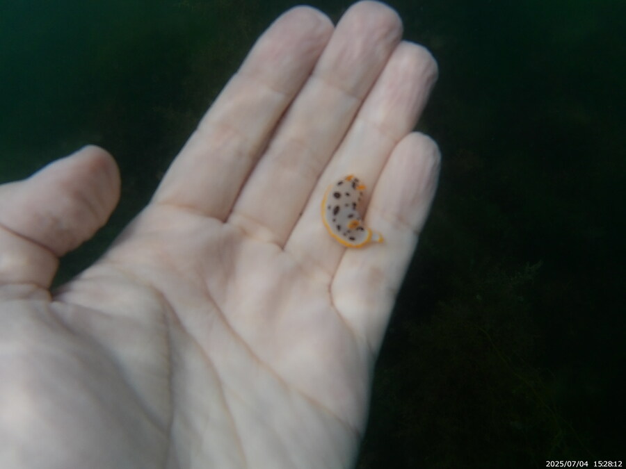 스압주의) 부산바다 스노클링_48.jpg