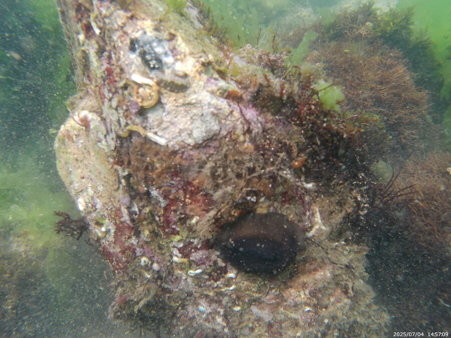 스압주의) 부산바다 스노클링_43.jpg