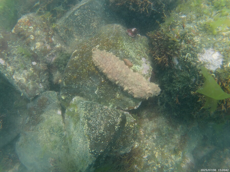 스압주의) 부산바다 스노클링_50.jpg