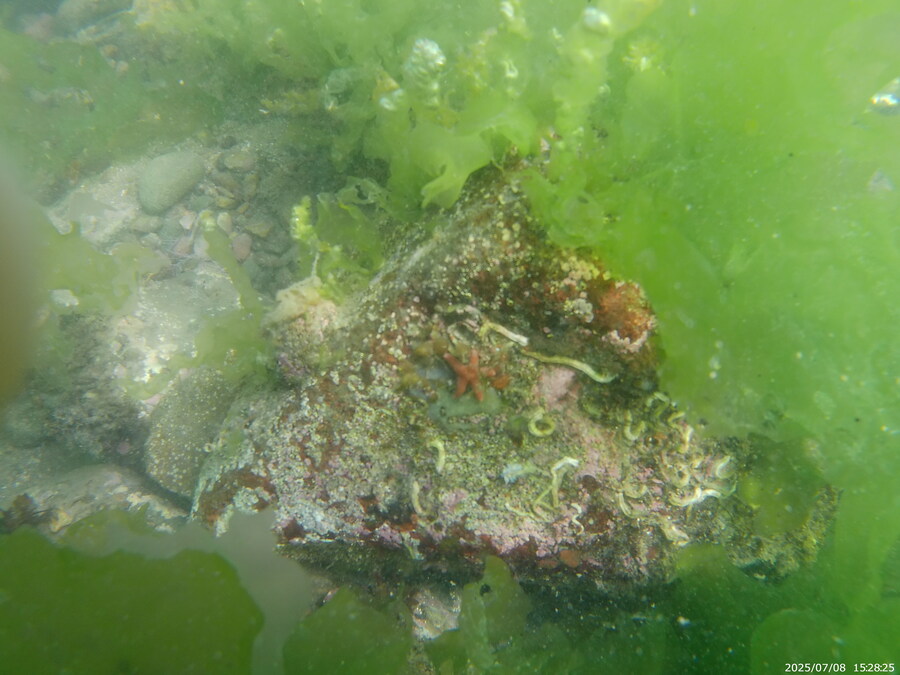 스압주의) 부산바다 스노클링_53.jpg