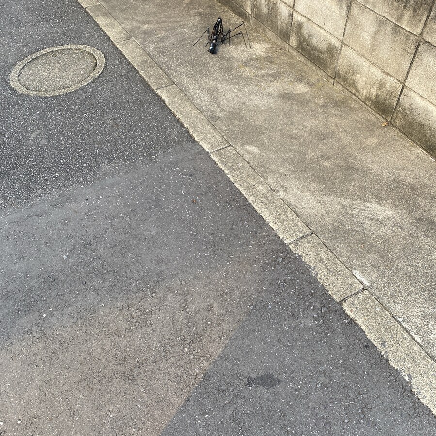 장마철에 자주 보인다는 벌레_1.jpg