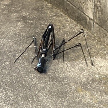 장마철에 자주 보인다는 벌레_2.jpg