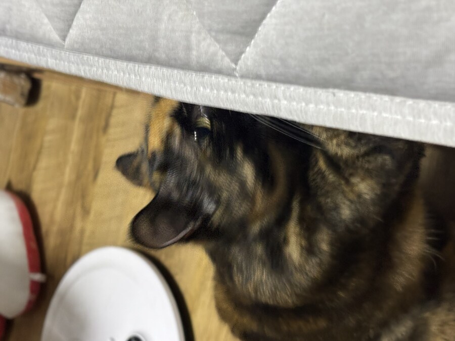 고양이 귀여워_4.jpg
