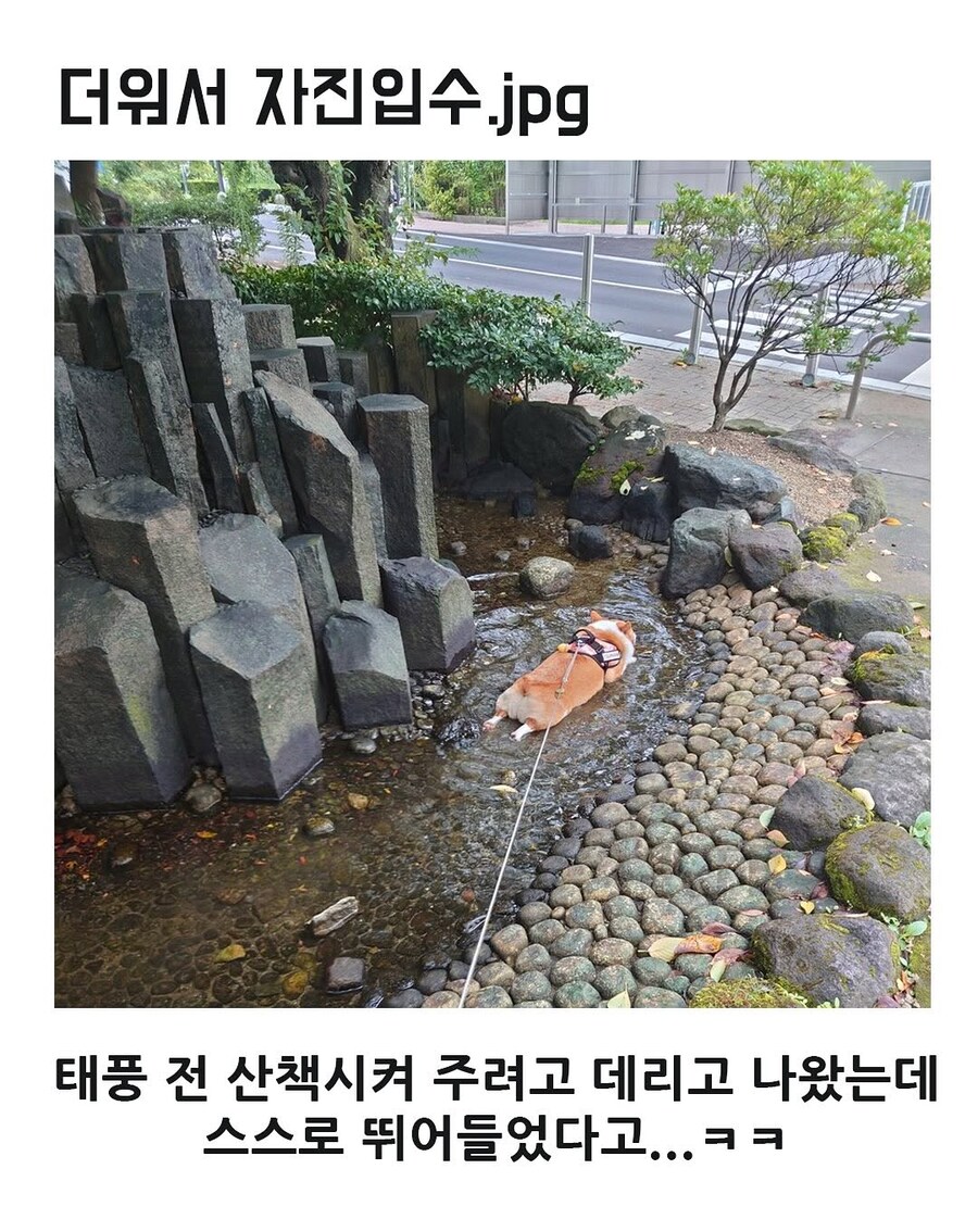 더워서 자진입수_1.jpg
