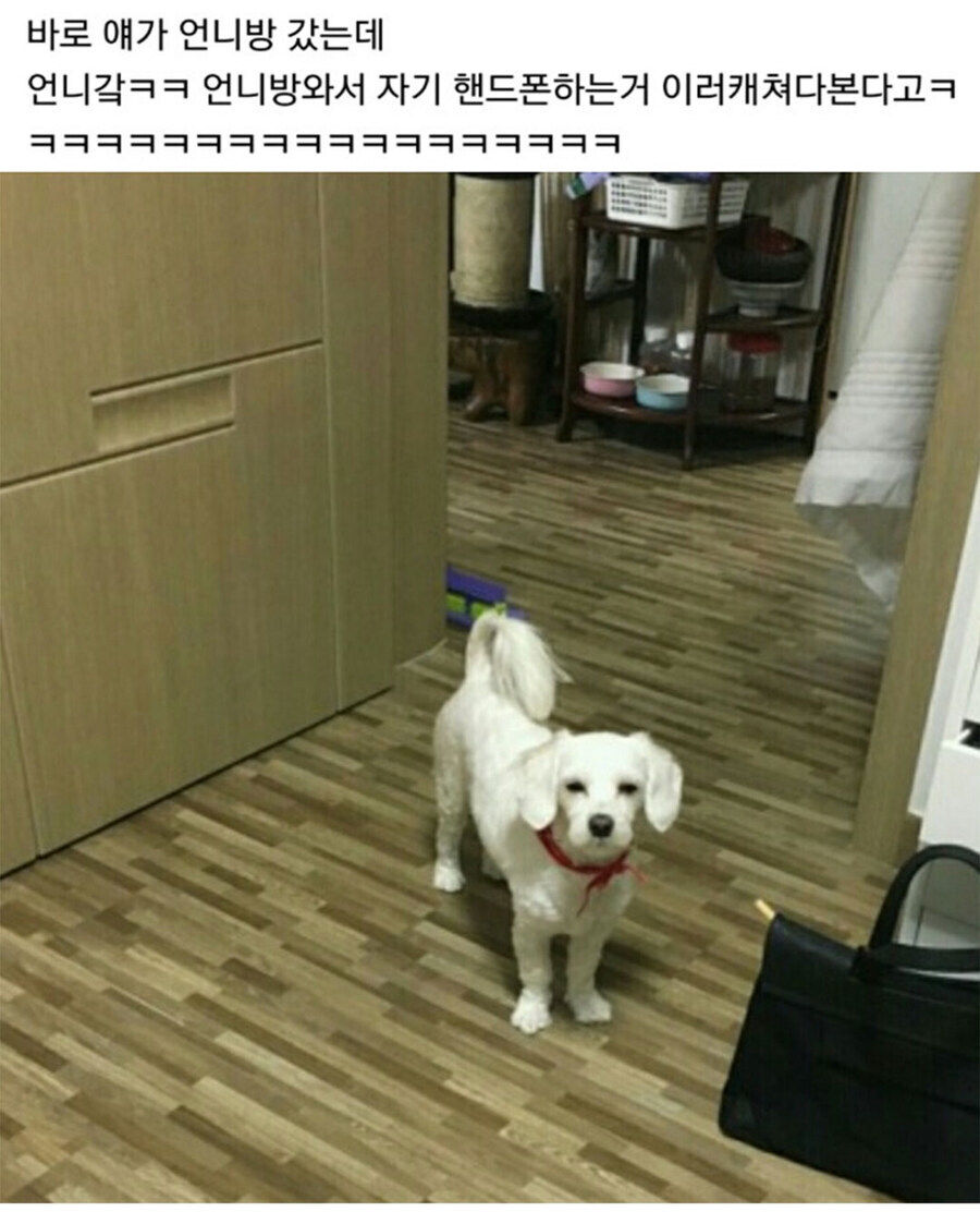 우리집 멍뭉이 저거 분명히 개 아니야ㅋㅋㅋ.jpg_2.jpg