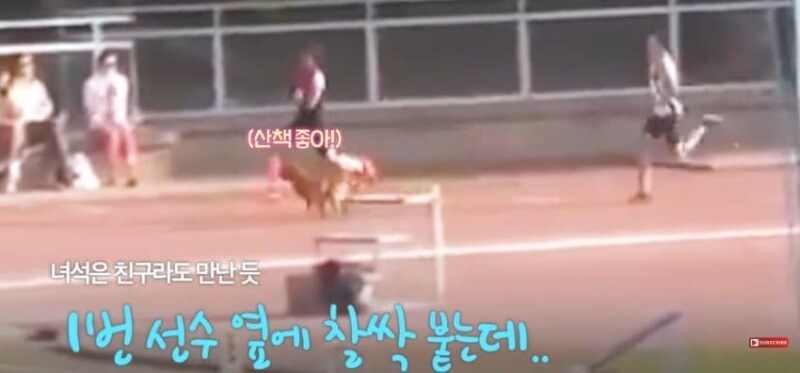 경기장 난입한 강아지_8.jpg