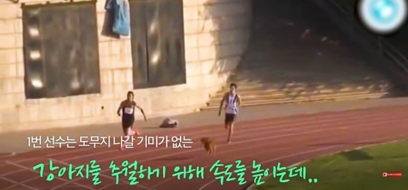 경기장 난입한 강아지_10.jpg