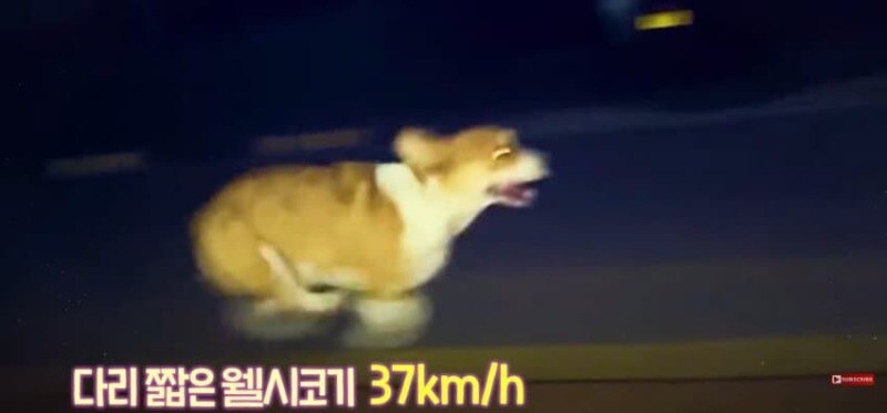 경기장 난입한 강아지_17.jpg