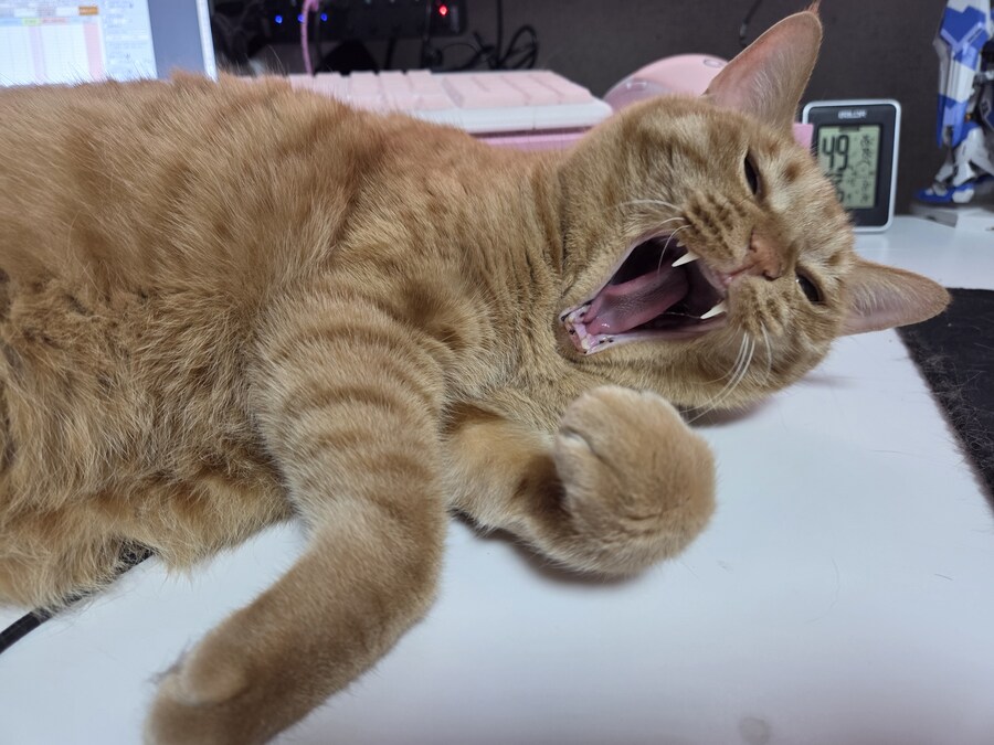 너희들은 고양이 함부로 키우지마라_1.jpg