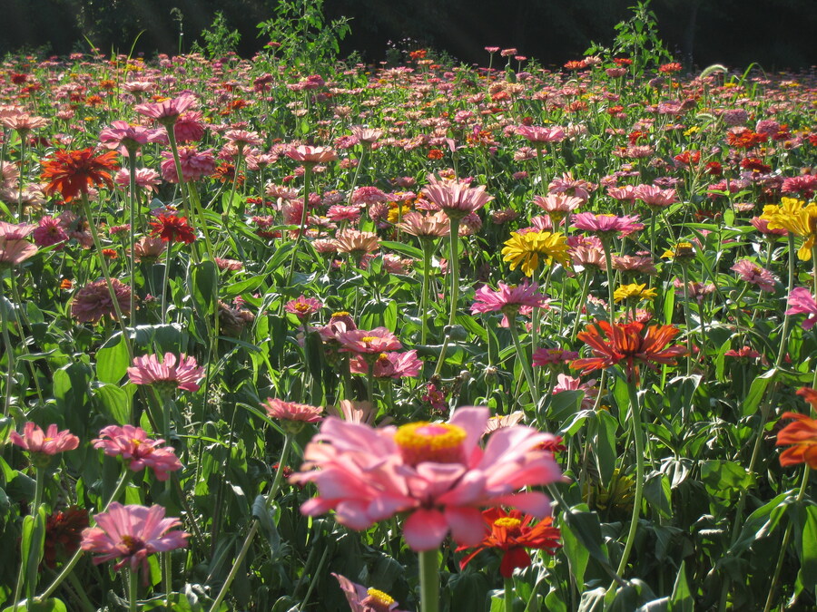올림픽 공원 출사 (스압)_16.jpg