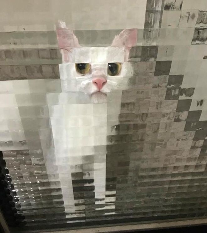 네모 네모 고먐미_1.jpg