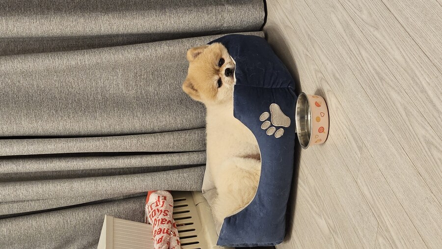 강아지나 보고 가라_1.jpg