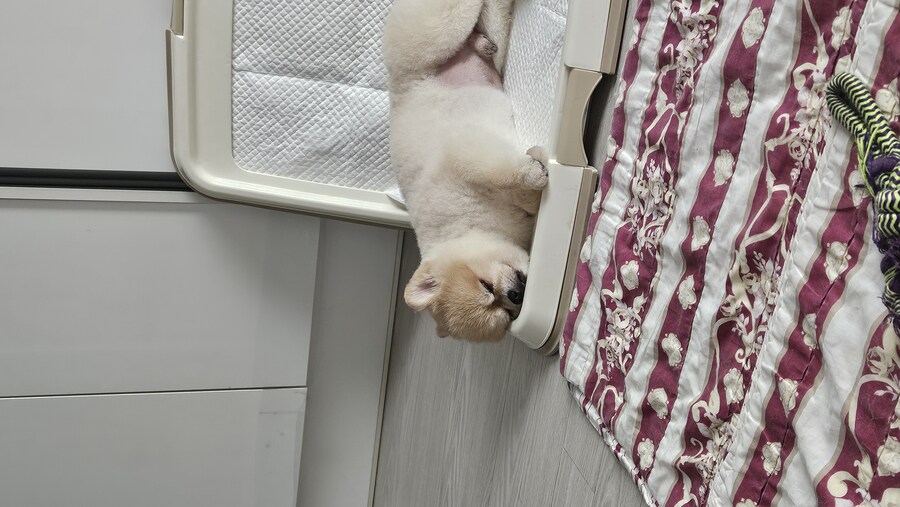 강아지나 보고 가라_4.jpg