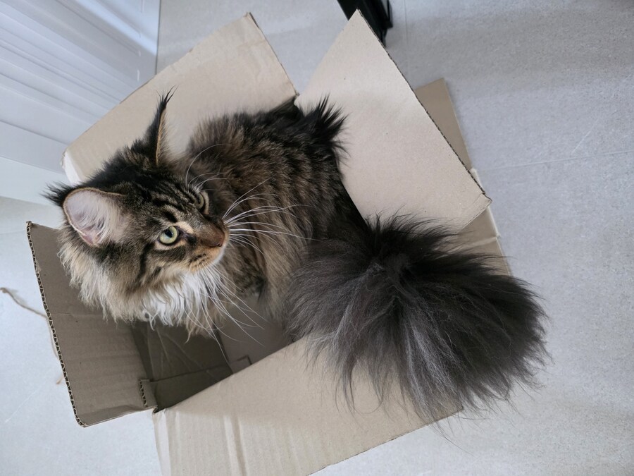 고양이 키우면 위험한 이유_5.jpg