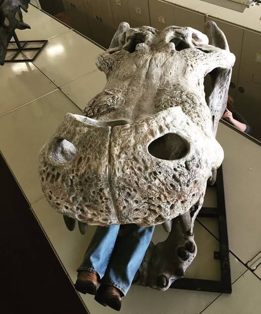 고대 악어 크기.jpg_2.jpg