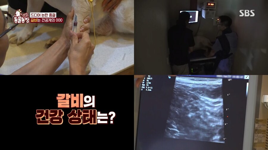 자기개 비만 아니라고 우기는 여주인..._9.png