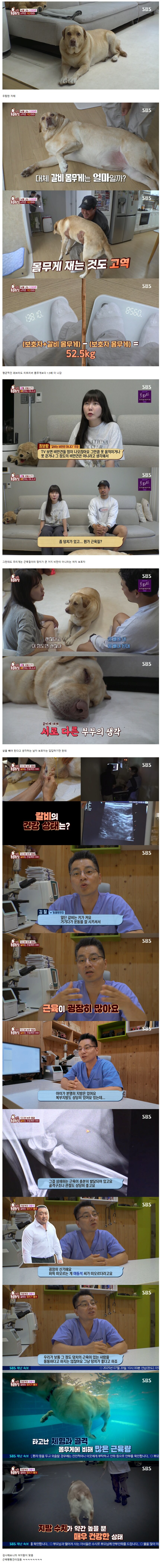 반려견 돼지 만들어 놓고 비만 아니라고 우기는 여자_1.png
