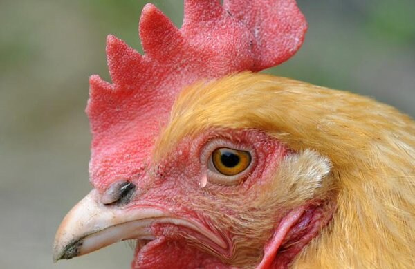 치킨도치야~ 고마워~!🐔🐔🐔_4.jpg