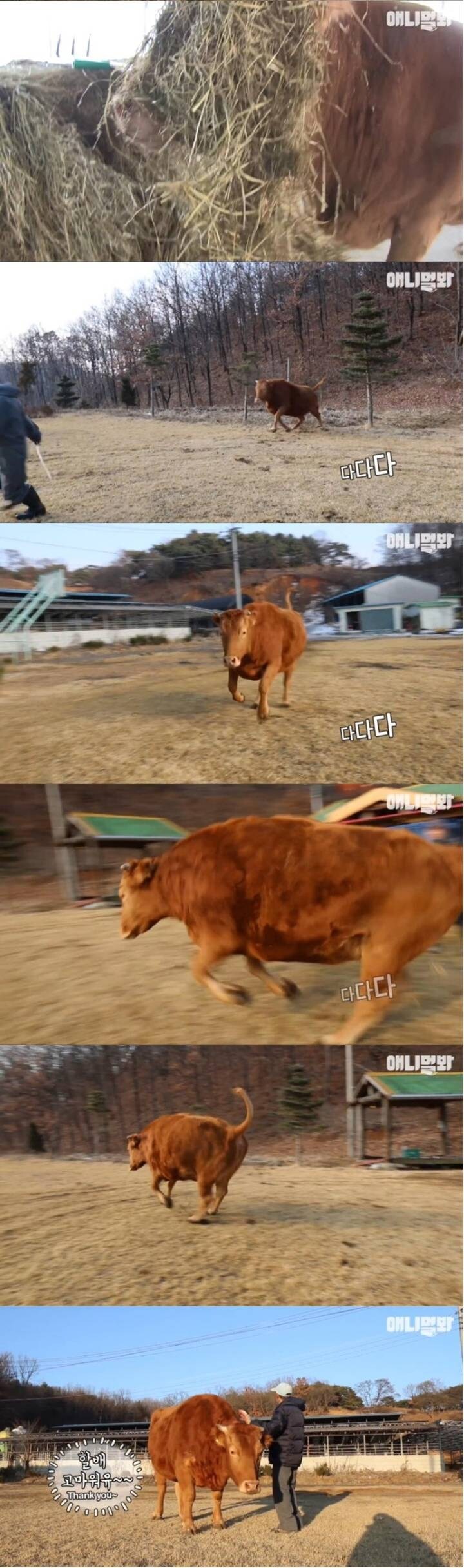 할아버지가 지극정성으로 키우던 송아지 근황_3.jpg