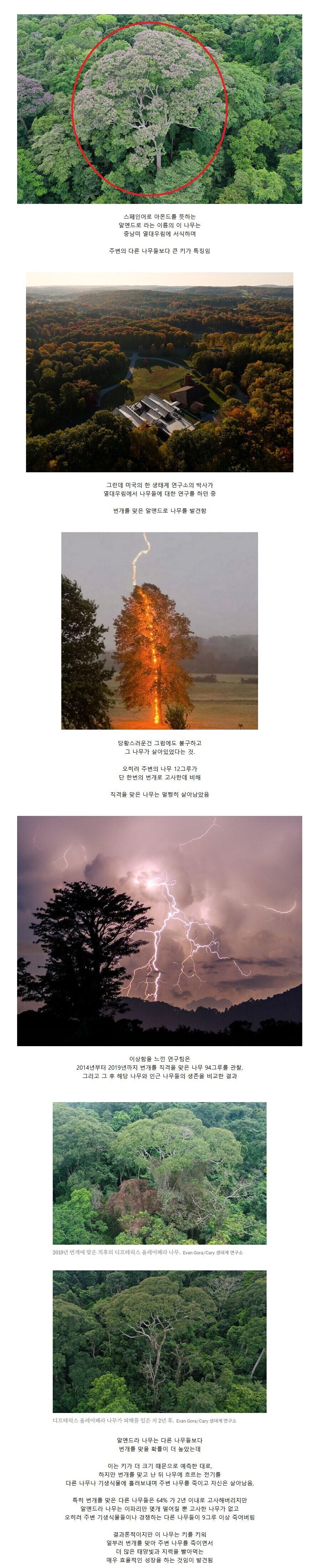 경쟁자를 죽이기 위해 일부러 번개를 맞는 나무.jpg_1.jpg