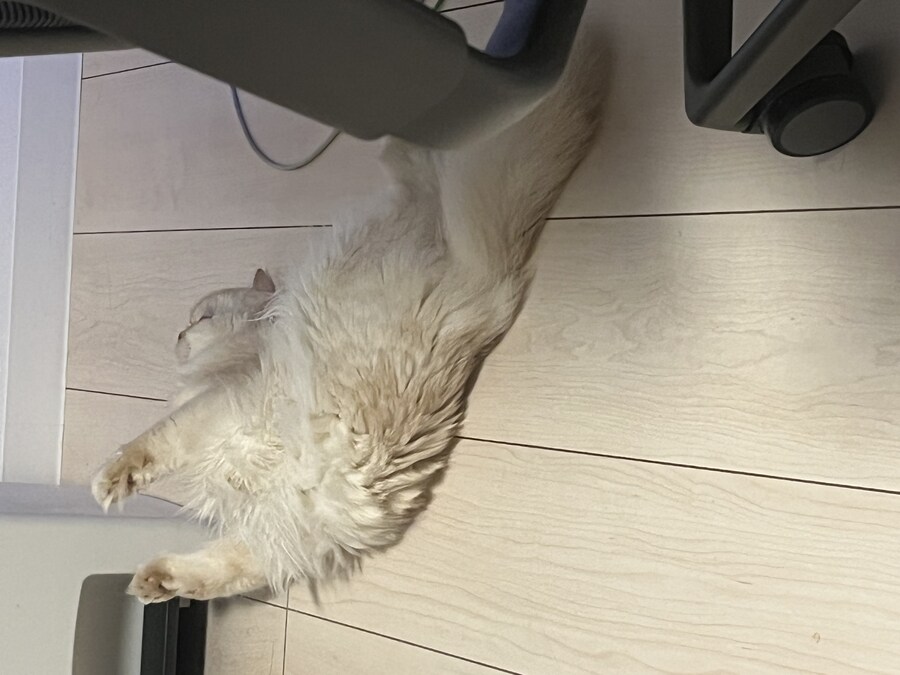 우리집 고양이 특징_1.jpg