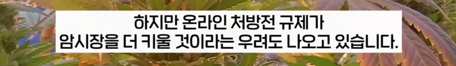 대마초 합법화한 독일 근황._13.png