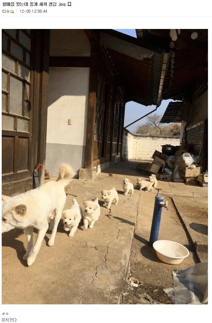 보스 보코블린.jpg_1.jpg