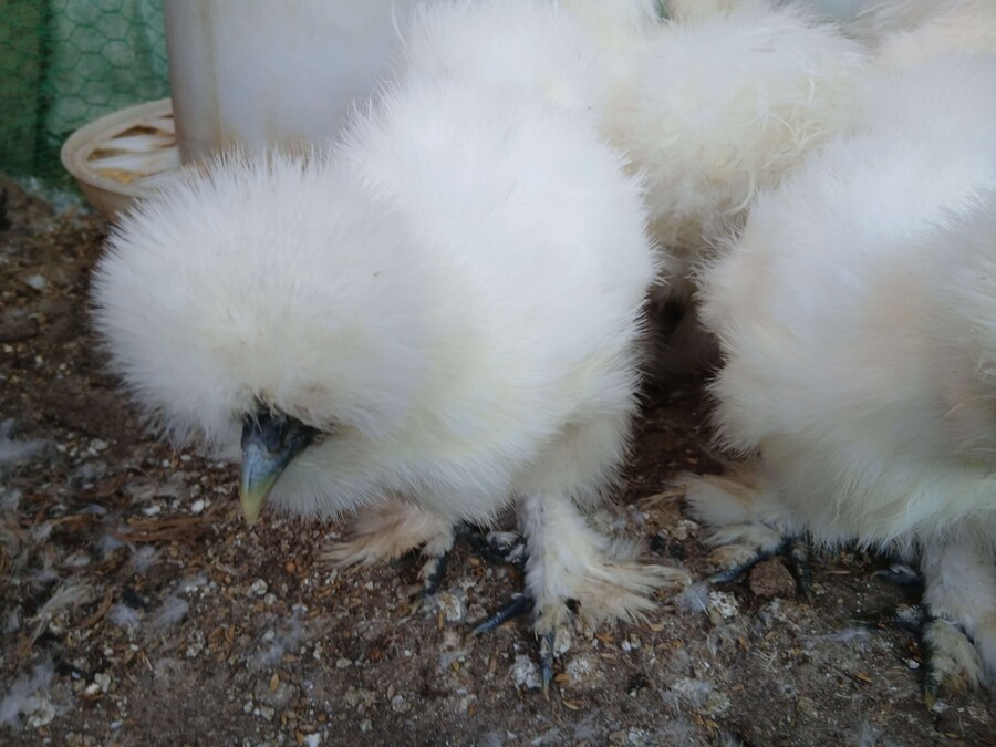 리노아 몰래 올리는 우리집 중병아리들_3.jpg