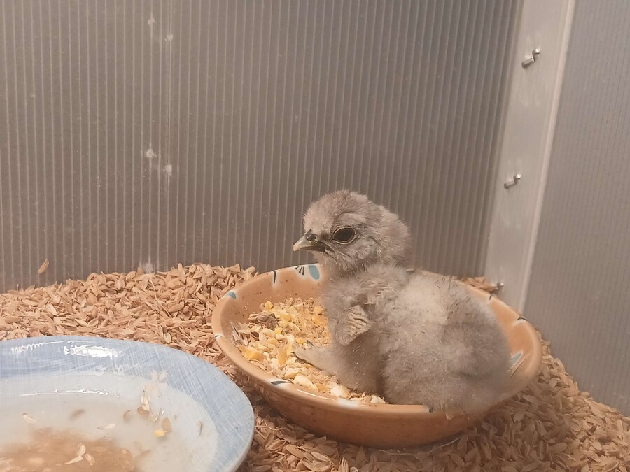 리노아 몰래 올리는 우리집 중병아리들_7.jpg