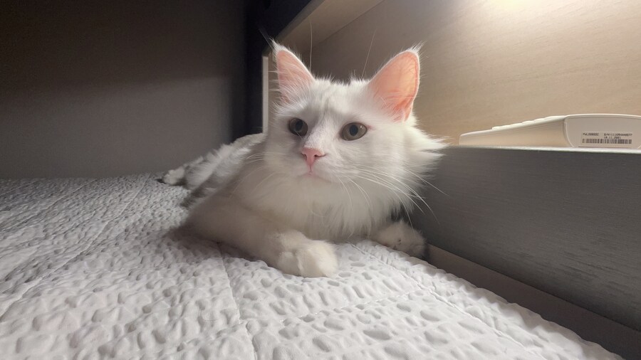 우리집 고양이 특_2.jpg