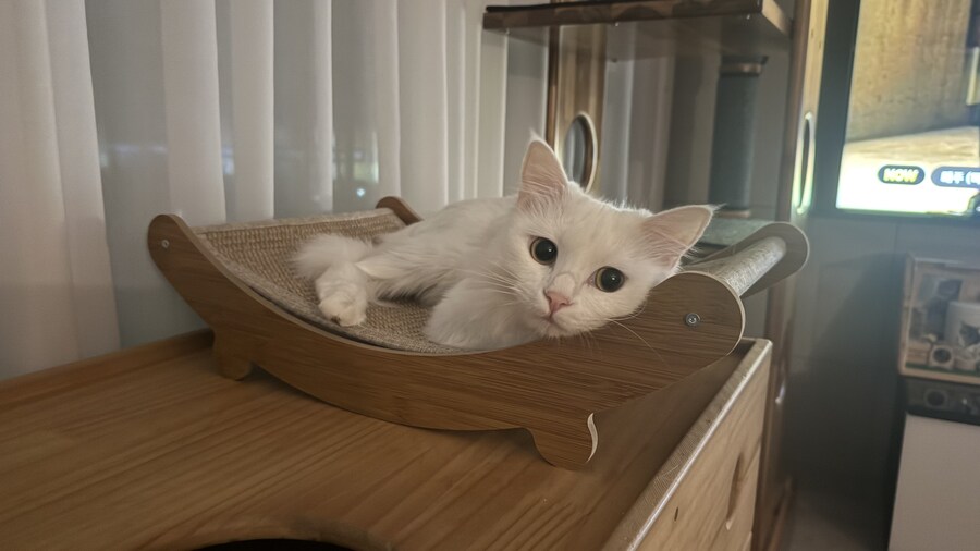 우리집 고양이 특_4.jpg