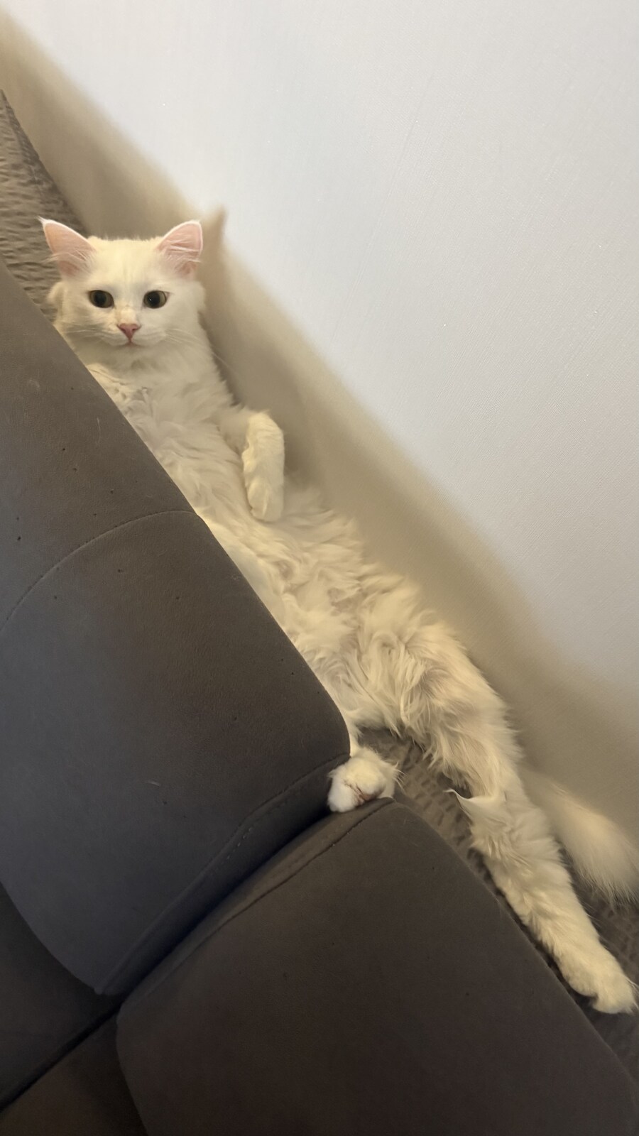 우리집 고양이 특_6.jpg
