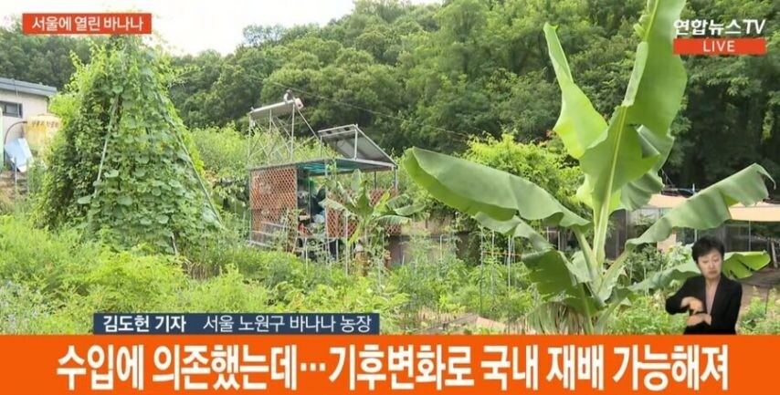 바나나가 자라는 서울 근황.jpg_3.jpg