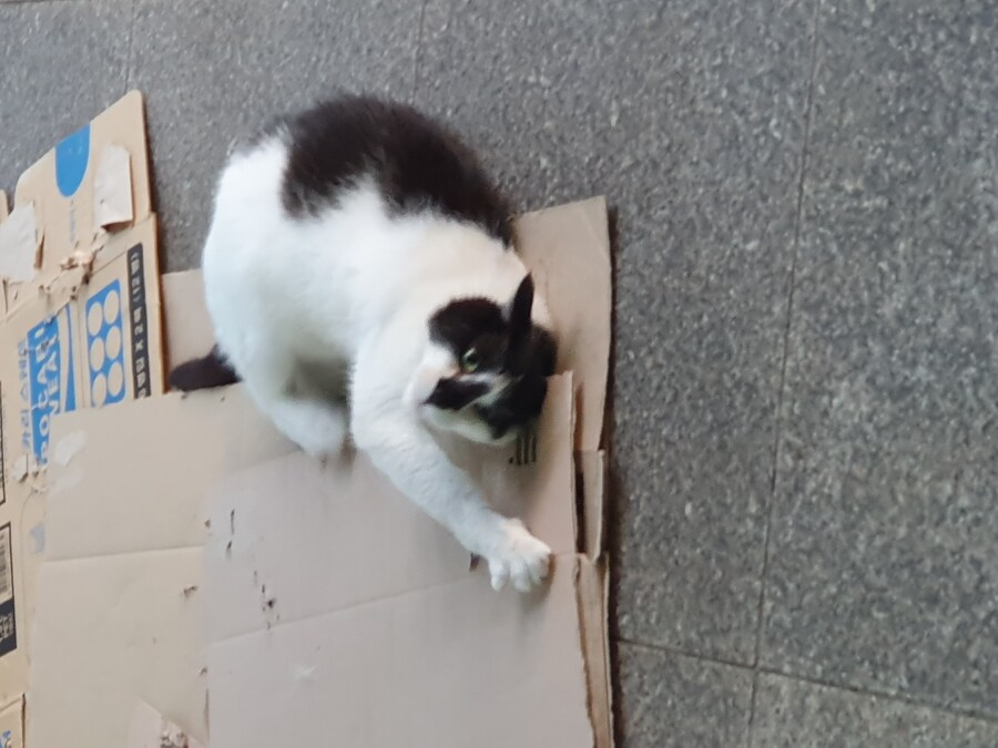 편냥이)생존보고_1.jpg