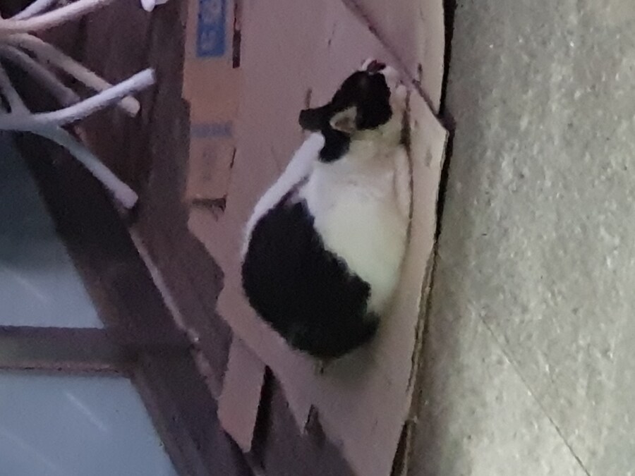 편냥이)생존보고_3.jpg