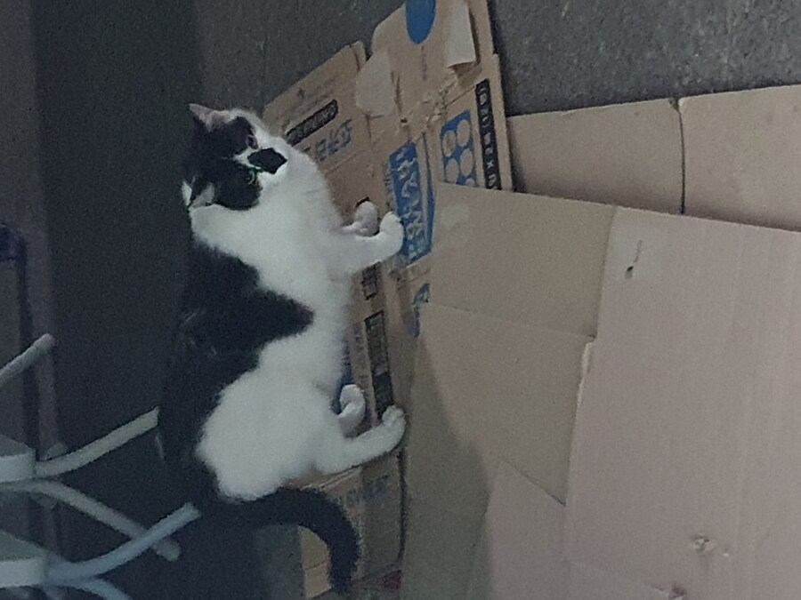 편냥이)생존보고_4.jpg