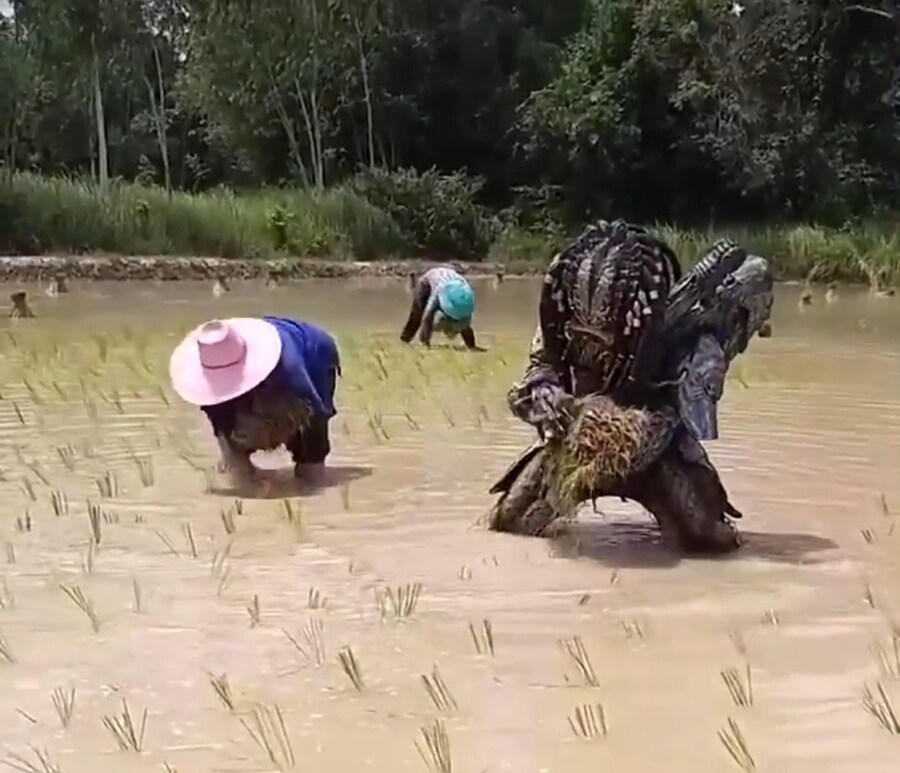 농부 프레데터.jpg_1.jpg