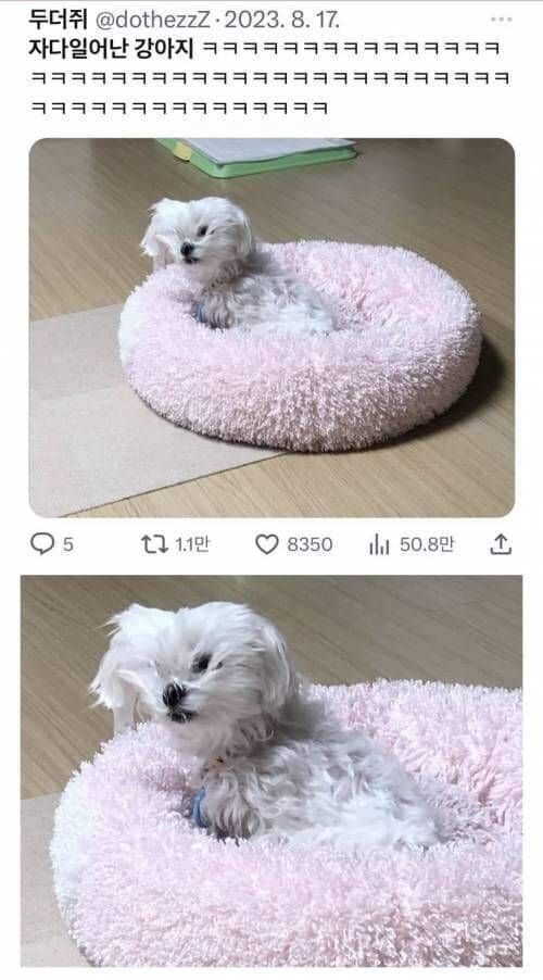 자다일어난강아지._1.jpg