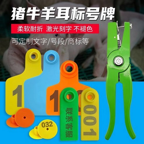 미야비 귀 끝부분 자르고_2.jpg