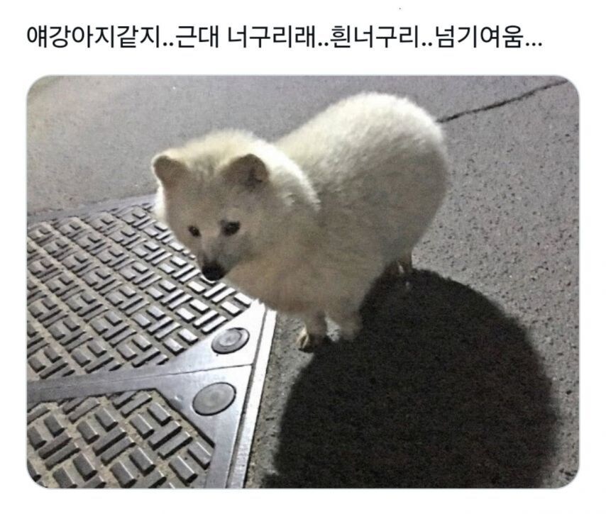 저건 개가 아니야 !개의모습을 하고있는 무언가라구_1.jpg